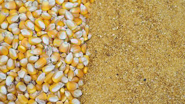 yellow gold dried grains with solubles and corn grains