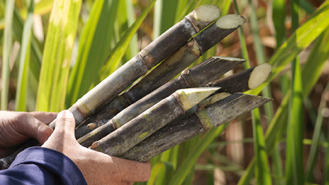 Cane processing 640x360