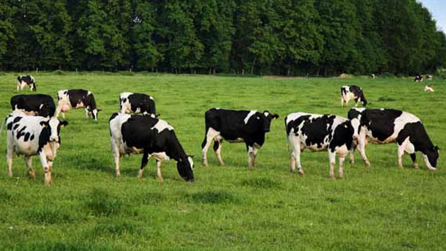 Alfa Laval agitators improve quality assurance at liquid milk processing plant 640x360